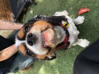 Cottages - Hallam Park Pet Resort