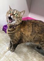 Cattery - Hallam Park Pet Resort