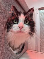 Cattery - Hallam Park Pet Resort