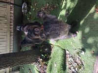 Cottages - Hallam Park Pet Resort