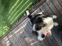 Cottages - Hallam Park Pet Resort