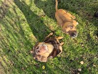 Kennel - Hallam Park Pet Resort